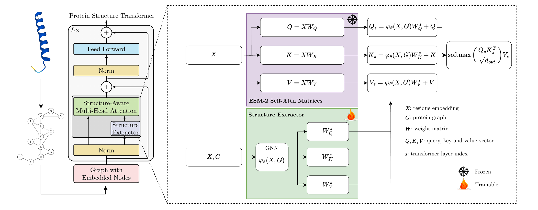Endowing protein language models